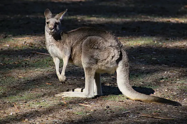 carte kangourou