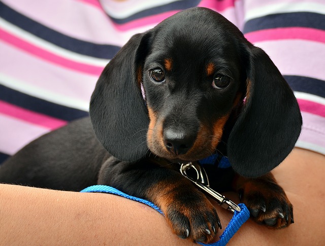 comment annuler une mutuelle santé pour son chien